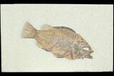 Fossil Fish (Cockerellites) - Green River Formation #122736-1